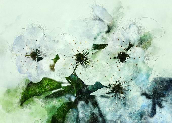 Cherry Flowers