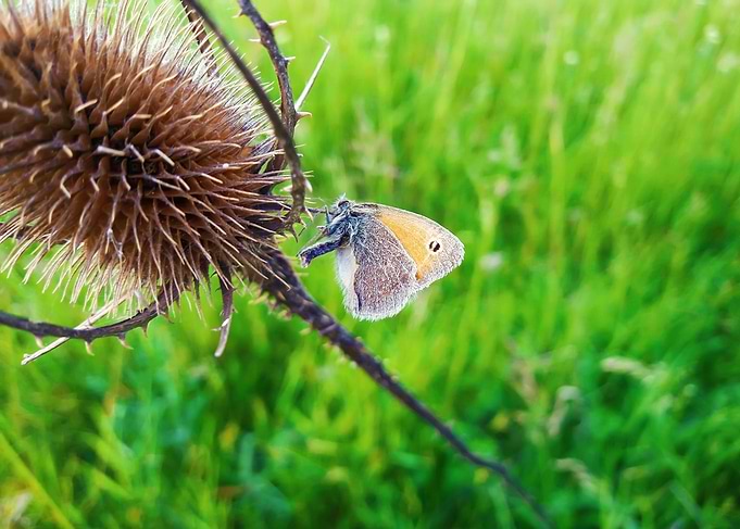 cute butterfly