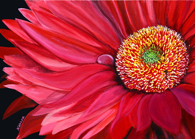 Red Gerbera Daisy