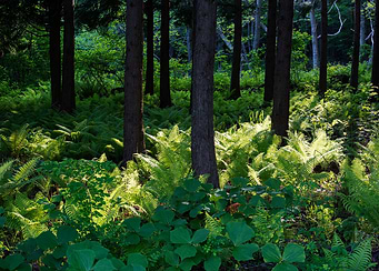 Light in the pine forest