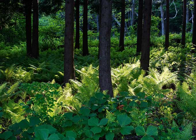Light in the pine forest