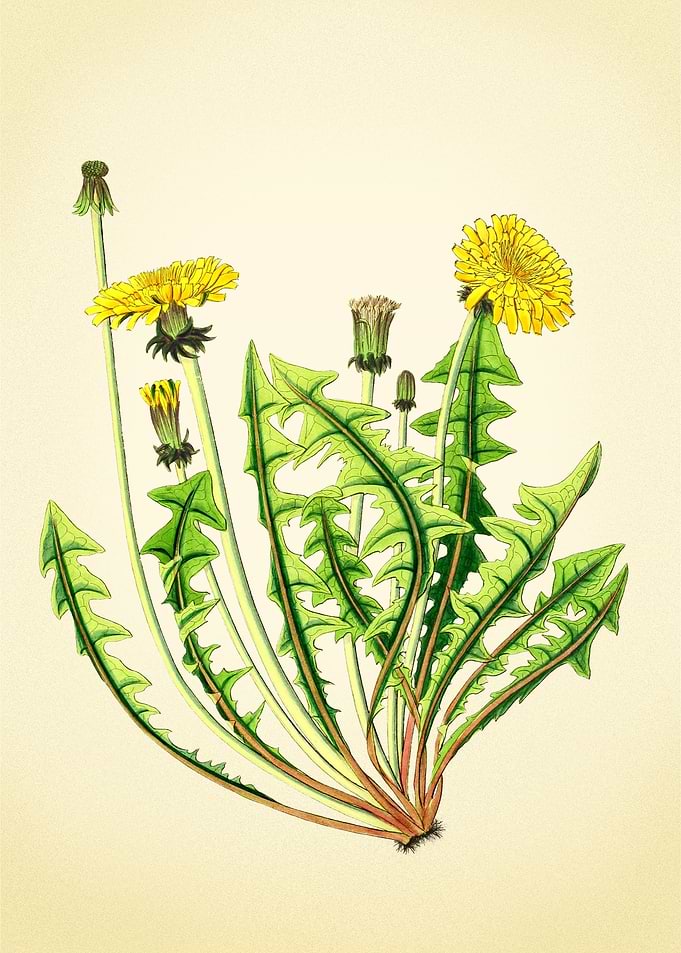 Dandelion