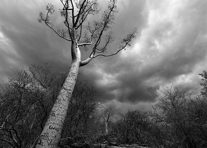Moringa tree