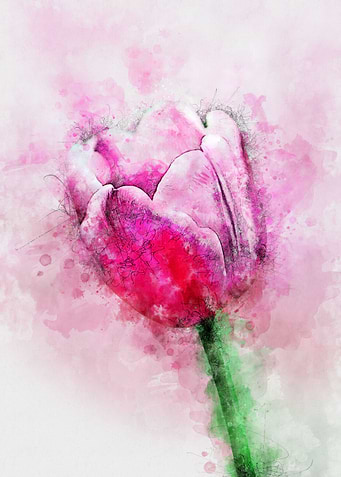 Tulip Flower