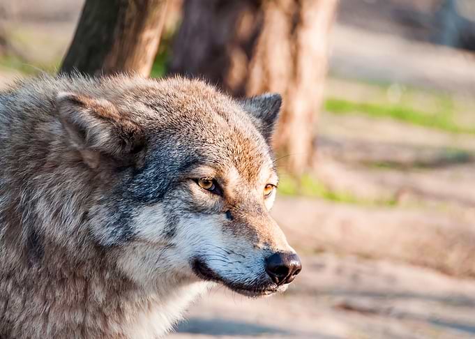 Portrait of a wolf