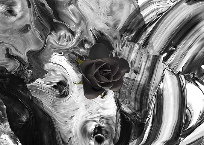 Black Rose