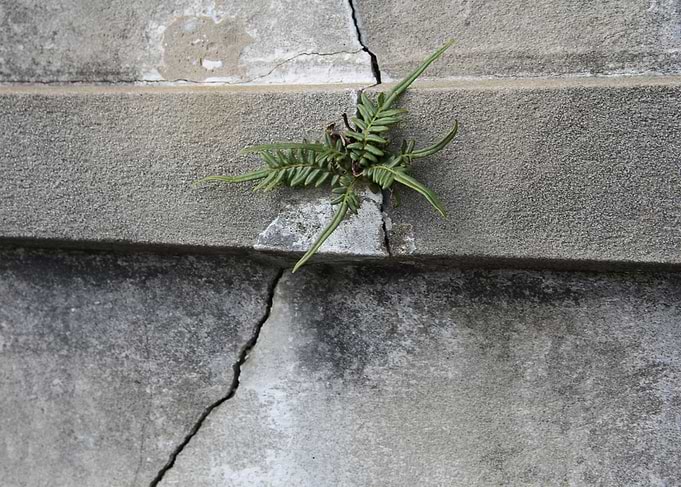 Vegetation