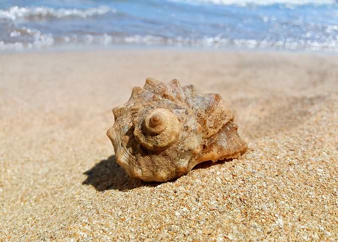 whelk shell at the beach