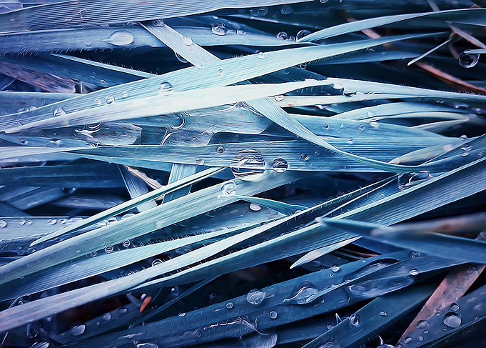 blue grass