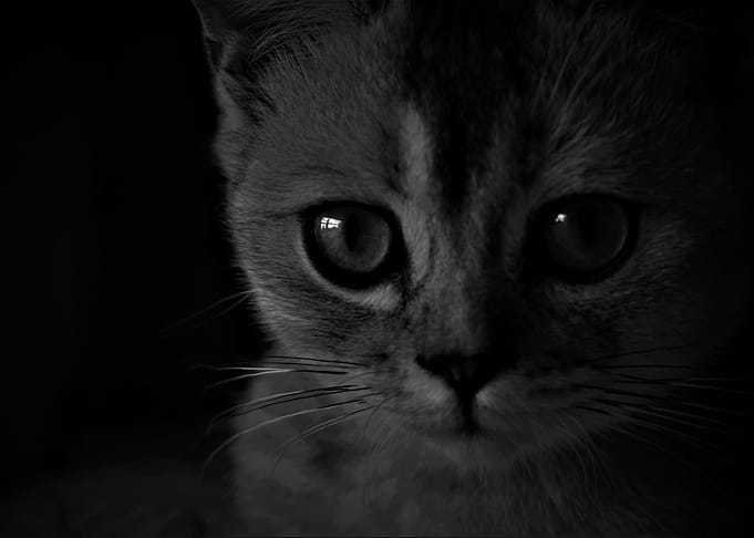 Little kitten
