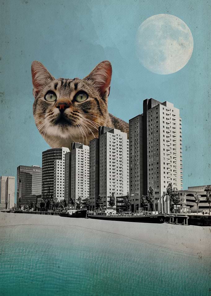 Cat City