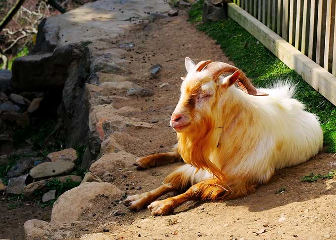 goat siesta