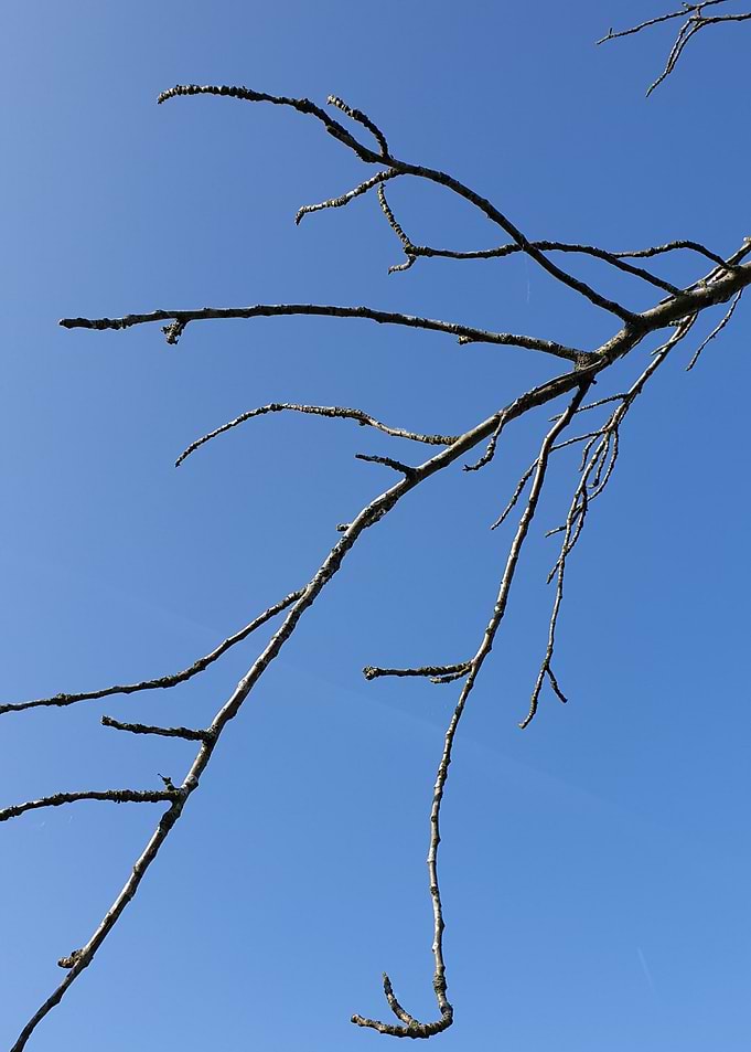 Lonely branch in the sky