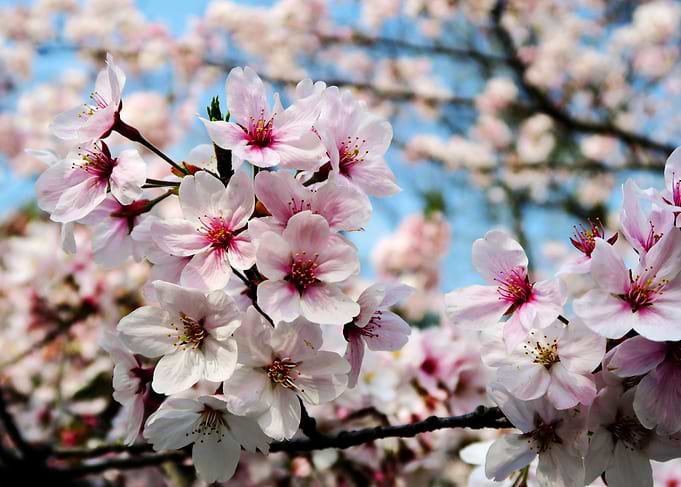 Hanami