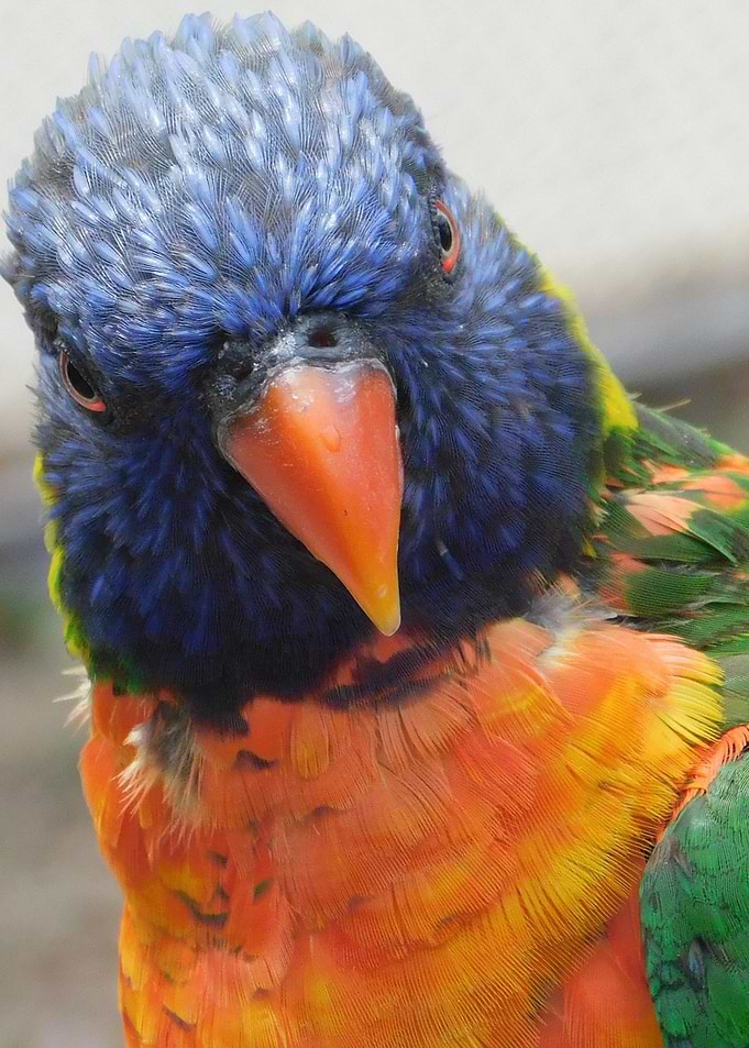 Colorful Bird 2