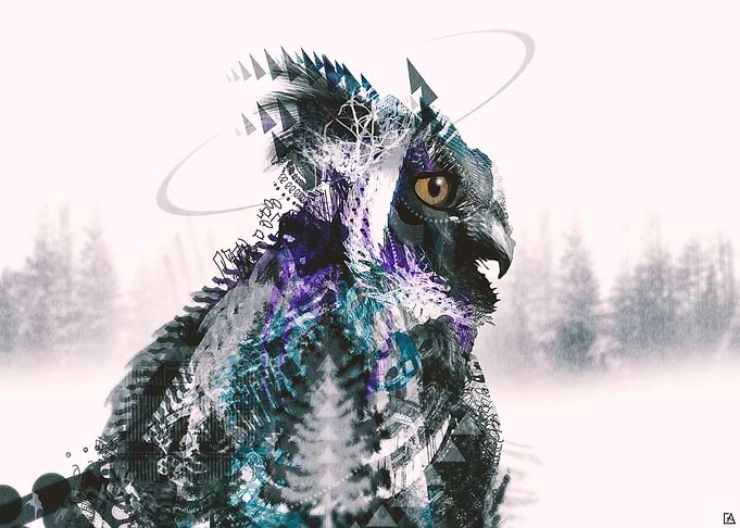 Wise Owl