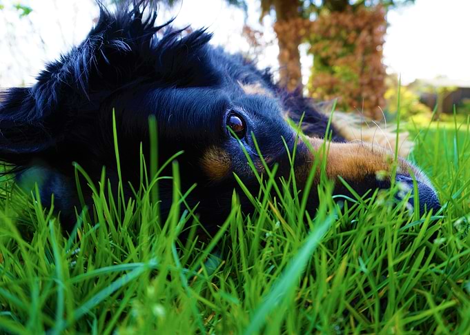 Grass