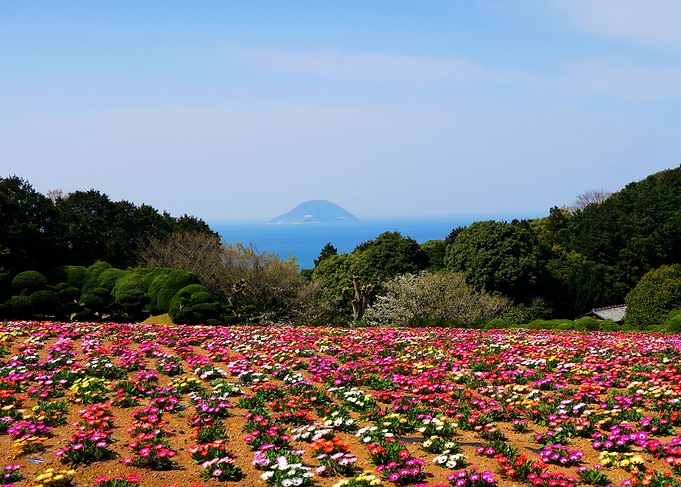 flowers field