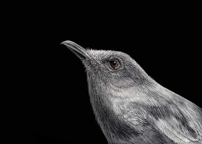 Oriental magpie robin