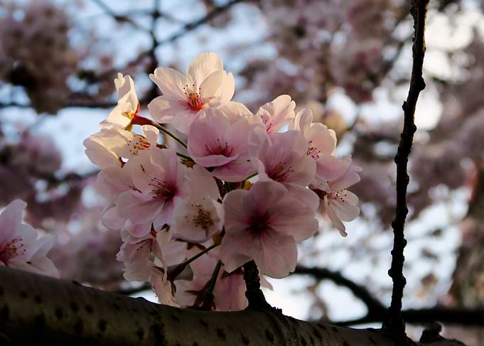 Hanami