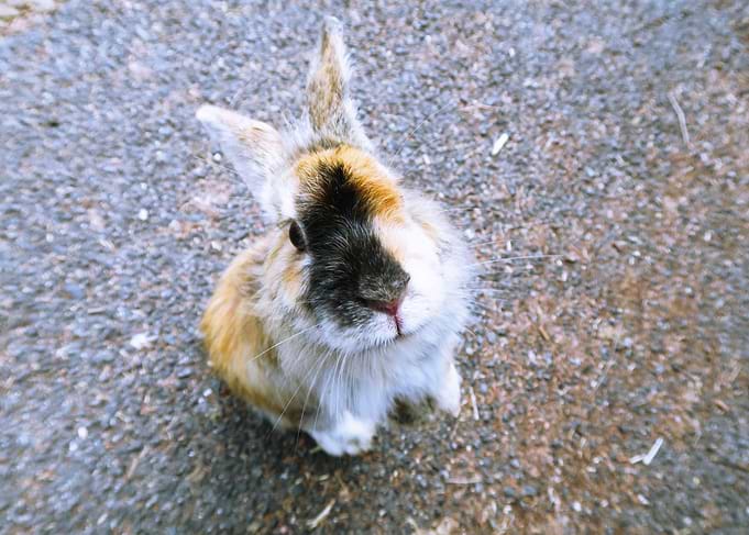 Rabbits island