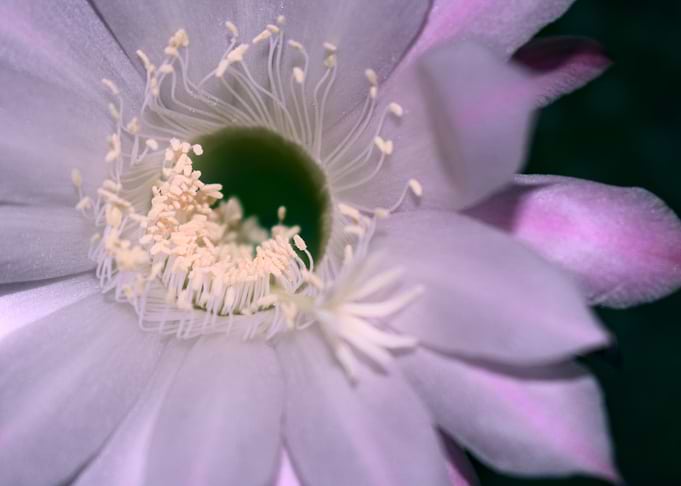 Cactus flowers