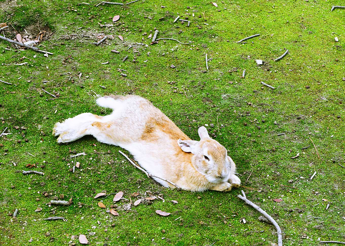 Rabbits island