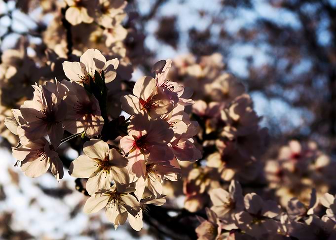 Hanami
