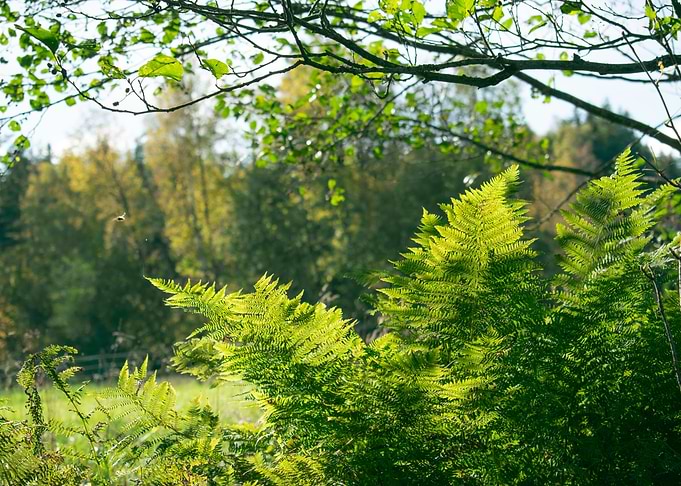 the golden rays on ferns