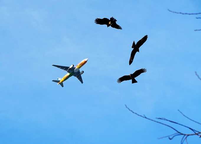 Eagles plane