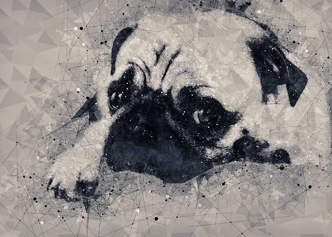 imagination of pug