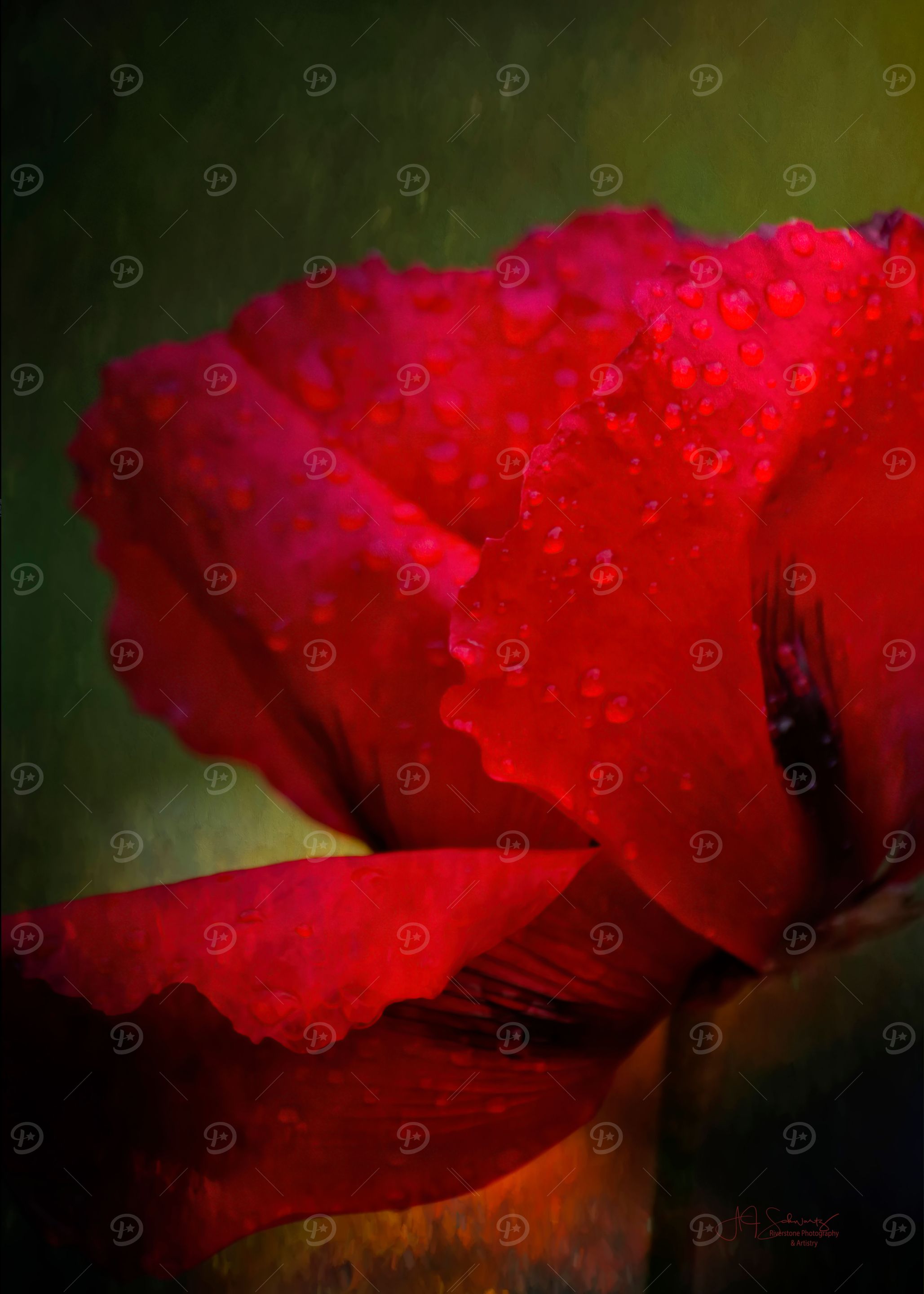 Poppy Rain