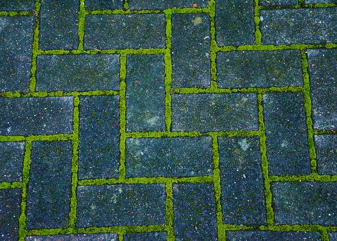 Moss