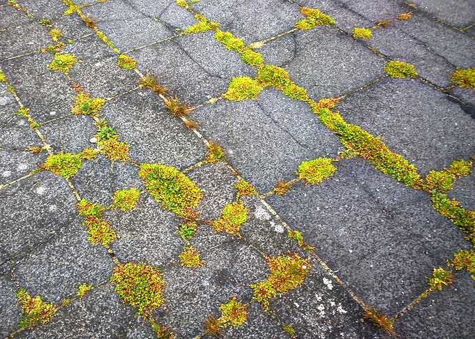 Moss