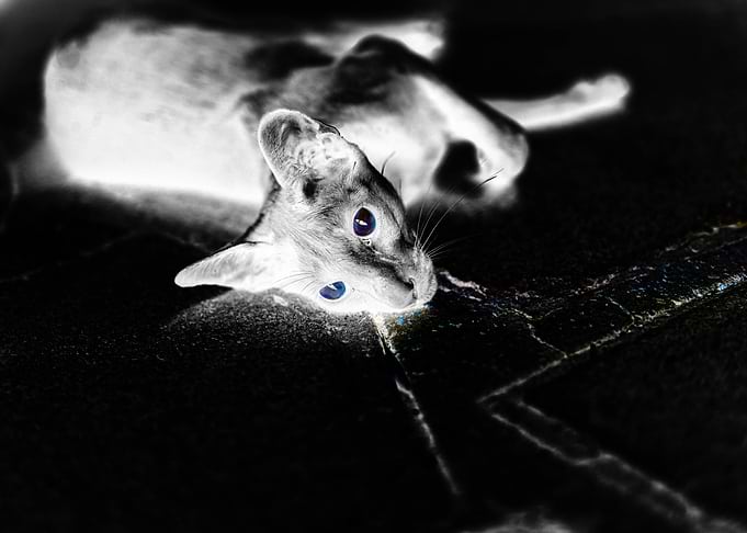 Neon Cat