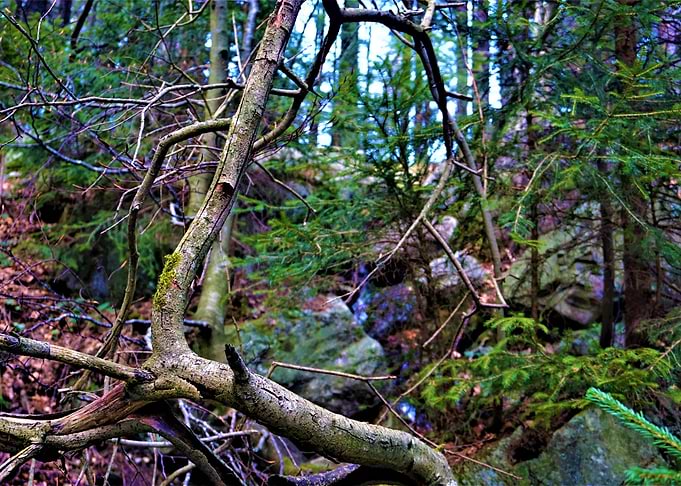 Into the woods