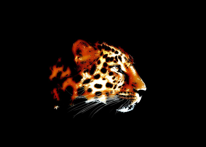 Cheetah