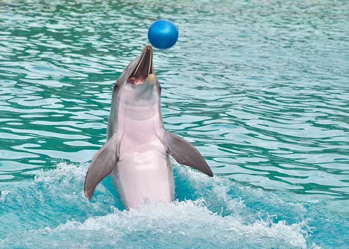 Playful Dolphin