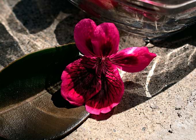 Wild flowers