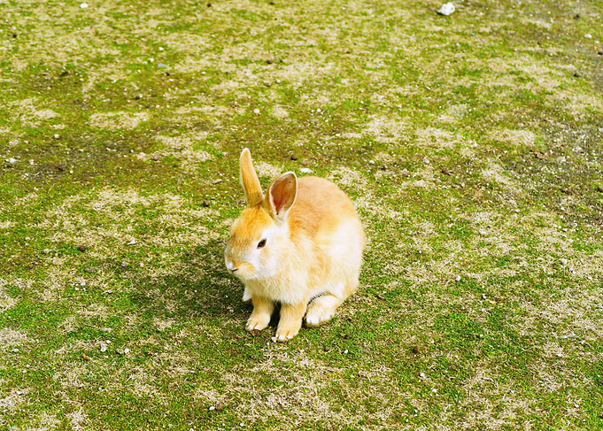 Rabbits island