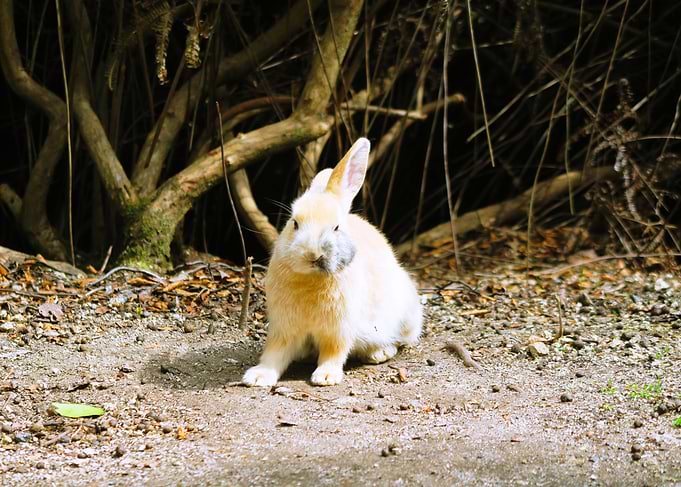 Rabbits island