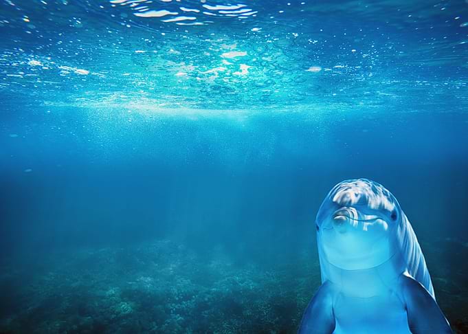 A Cheeky Dolphin