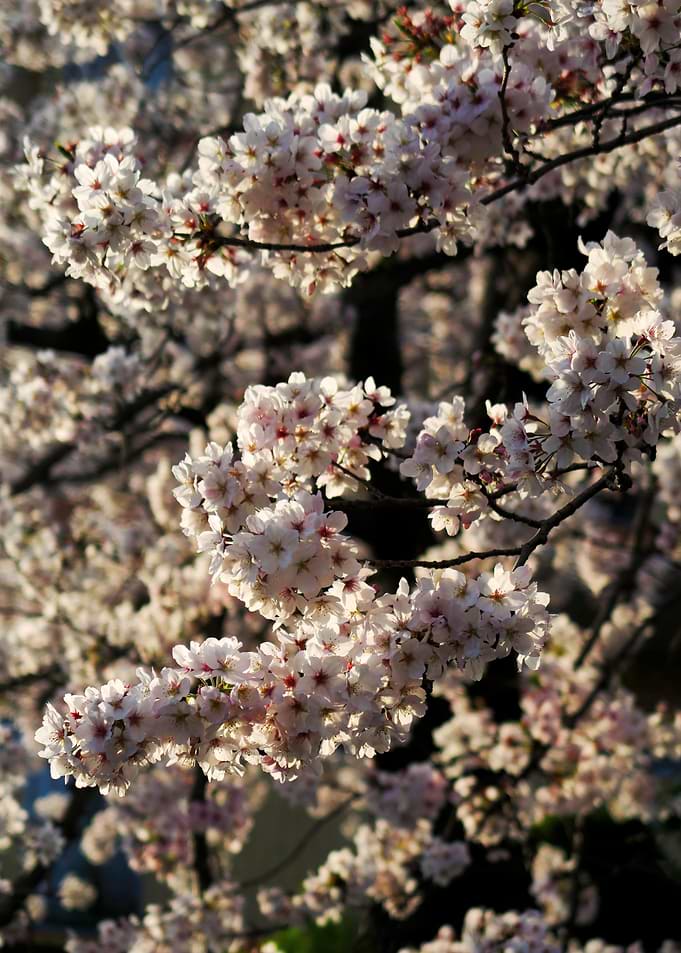 Hanami