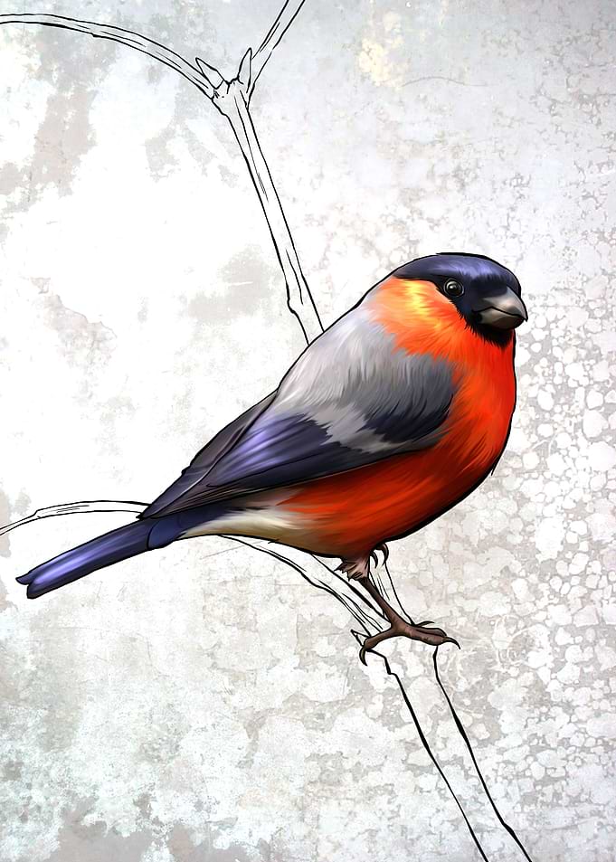 Bullfinch a childrens tale