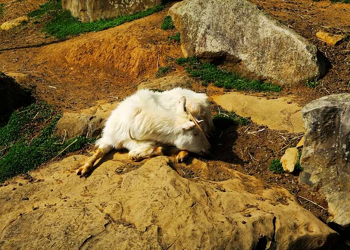 goat siesta