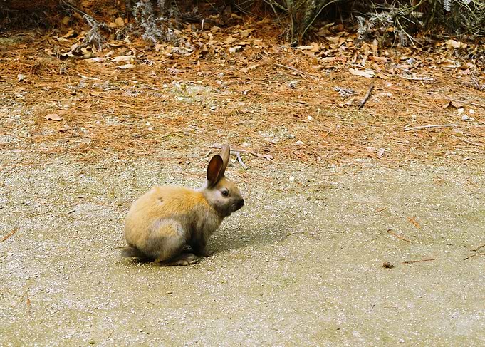 Rabbits island