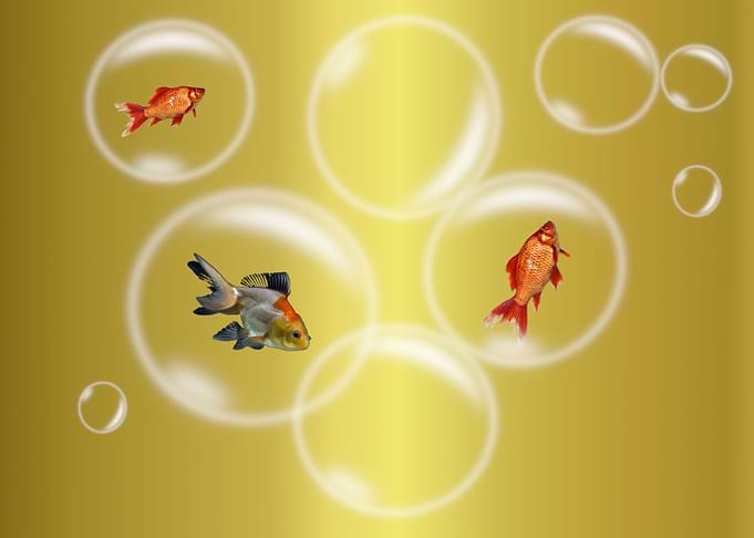 Goldfish