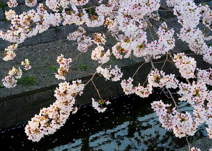 Hanami