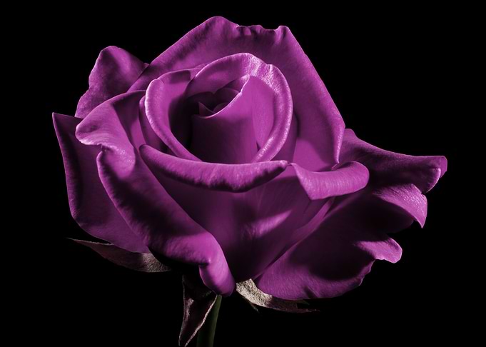 violet rose in black