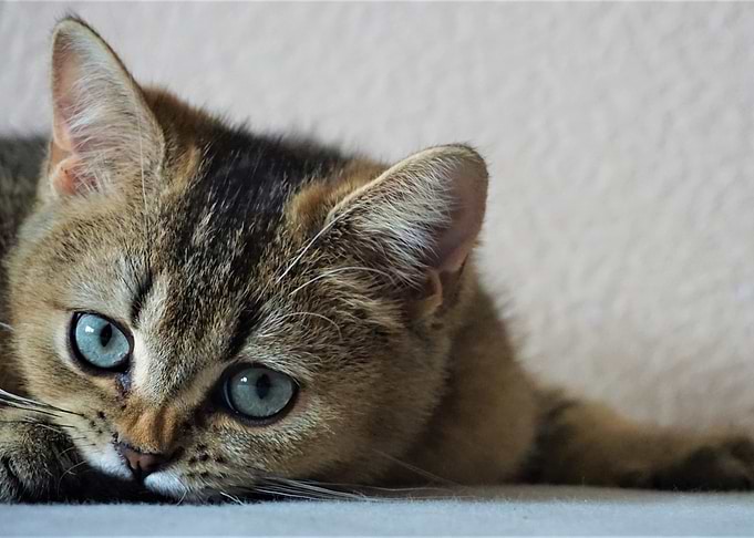 Blue eyes